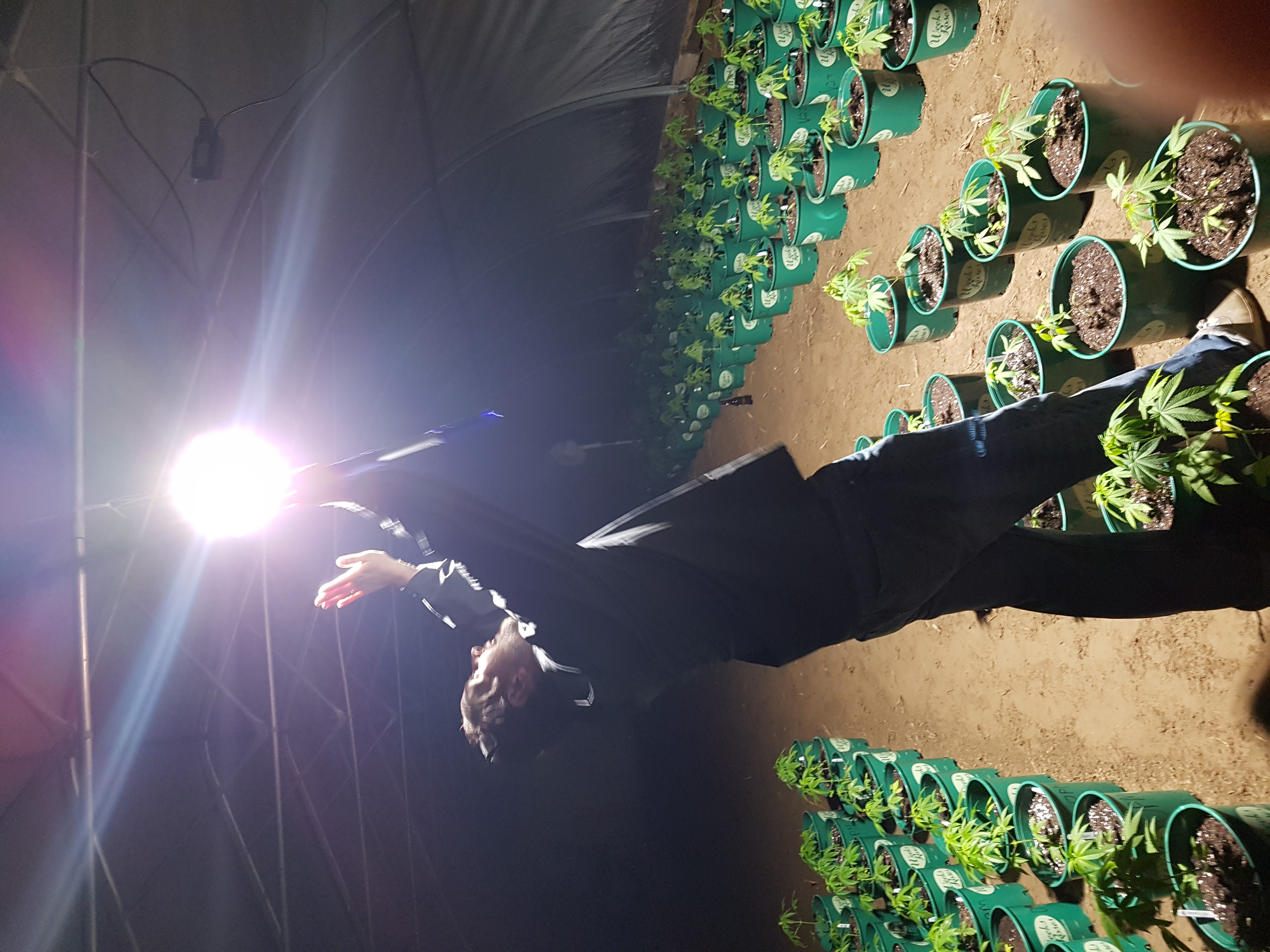 Reaching for the light in the grow tent